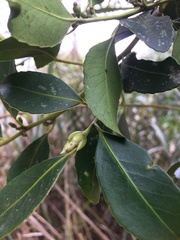 Symplocos setchuensis