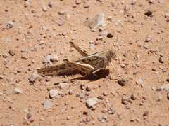 Schistocerca gregaria flaviventris