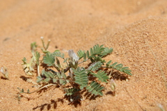 Astragalus tribuloides