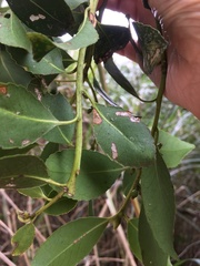 Symplocos setchuensis