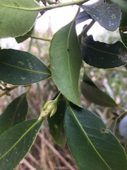 Symplocos setchuensis