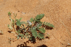 Astragalus tribuloides