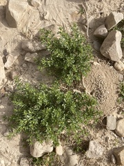 Fagonia mollis