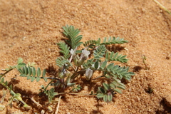 Astragalus tribuloides