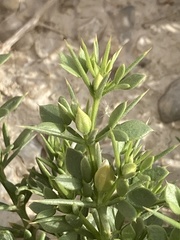 Fagonia mollis