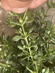 Fagonia mollis