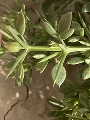 Fagonia mollis