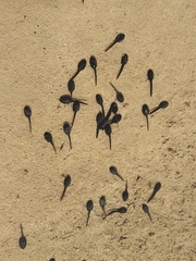 Bufotes boulengeri siculus