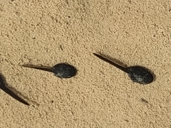 Bufotes boulengeri siculus