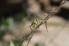 Acanthoplus discoidalis