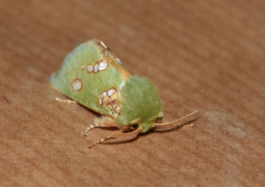 Taeda prasina
