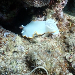 Ardeadoris egretta