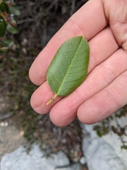 Rhamnus pirifolia