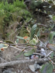 Cercocarpus traskiae