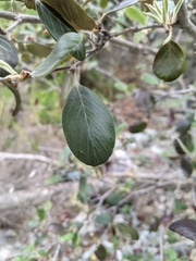 Cercocarpus traskiae