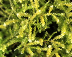 Eurhynchium angustirete