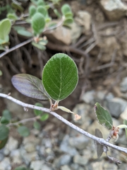 Cercocarpus traskiae