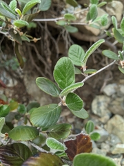 Cercocarpus traskiae