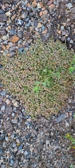 Euphorbia polycarpa
