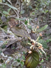 Cercocarpus traskiae