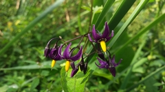 Solanum dulcamara