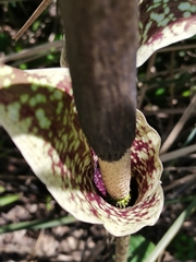 Amorphophallus konjac