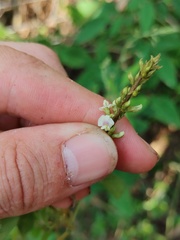 Neonotonia wightii