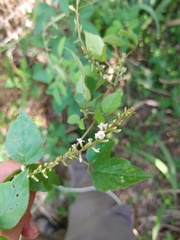 Neonotonia wightii