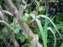 Solanum dulcamara
