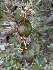Cercocarpus traskiae