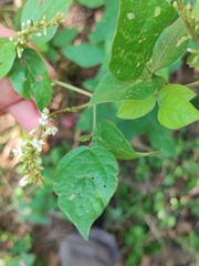 Neonotonia wightii