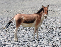 Equus kiang