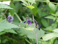Solanum dulcamara