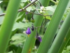 Solanum dulcamara