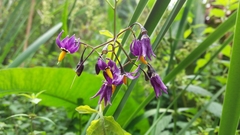 Solanum dulcamara