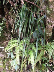 Haplopteris flexuosa