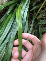 Haplopteris flexuosa