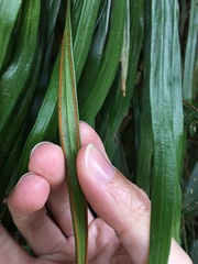Haplopteris flexuosa