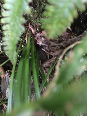 Haplopteris flexuosa