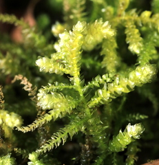 Eurhynchium angustirete
