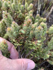 Cliffortia polygonifolia