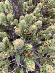 Cliffortia polygonifolia