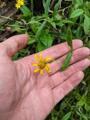 Arnica amplexicaulis