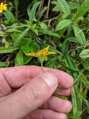 Arnica amplexicaulis