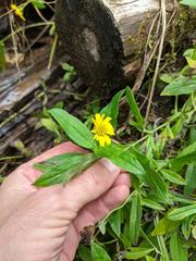 Arnica amplexicaulis
