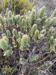Cliffortia polygonifolia