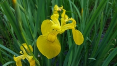 Iris pseudacorus