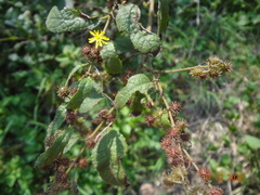 Triumfetta semitriloba