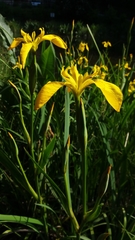 Iris pseudacorus
