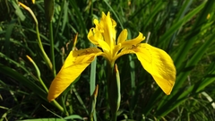 Iris pseudacorus